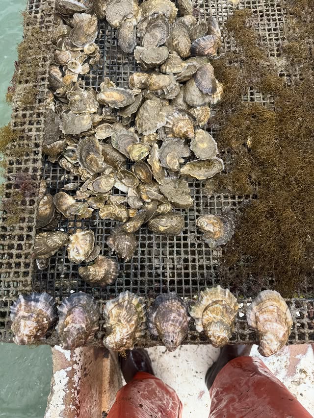 Revival Oysters - 50 count